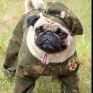 Mudpug