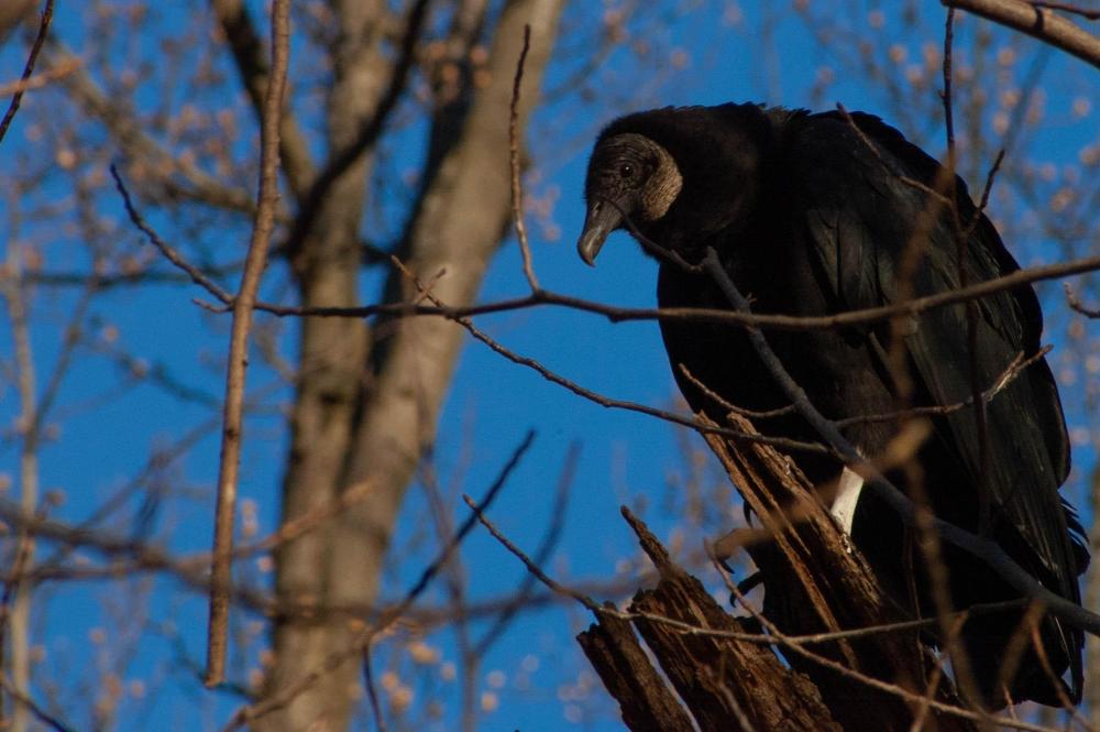 Black vulture closeup.jpg