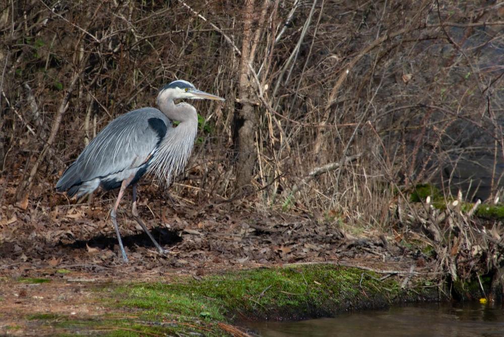 Blue Heron.jpg