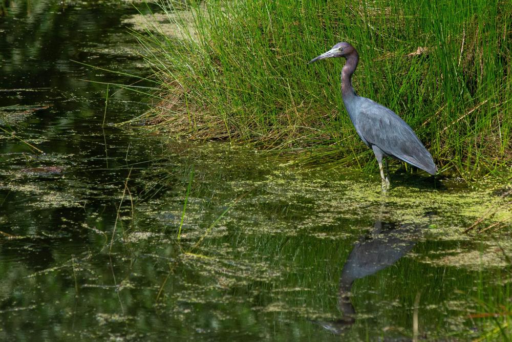 Little Blue Heron 2.jpg