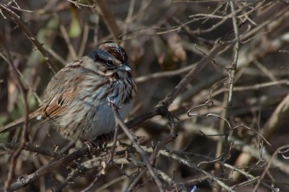 Song Sparrow.jpg